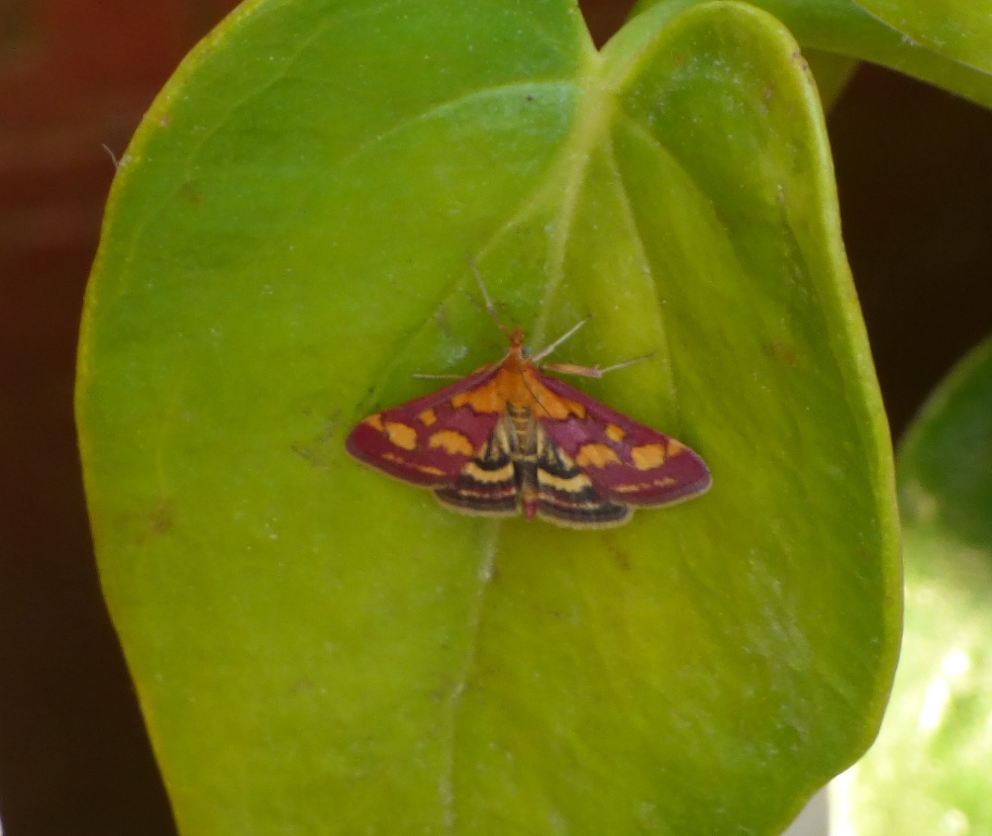 Pyrausta Purpuralis